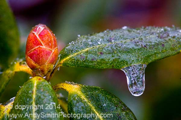 Rhododendron on Ice